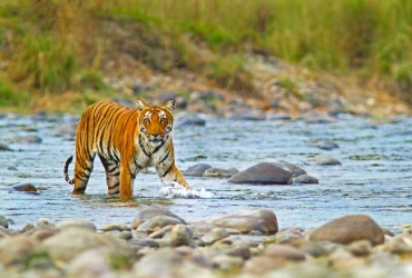 Jim Corbett National Park