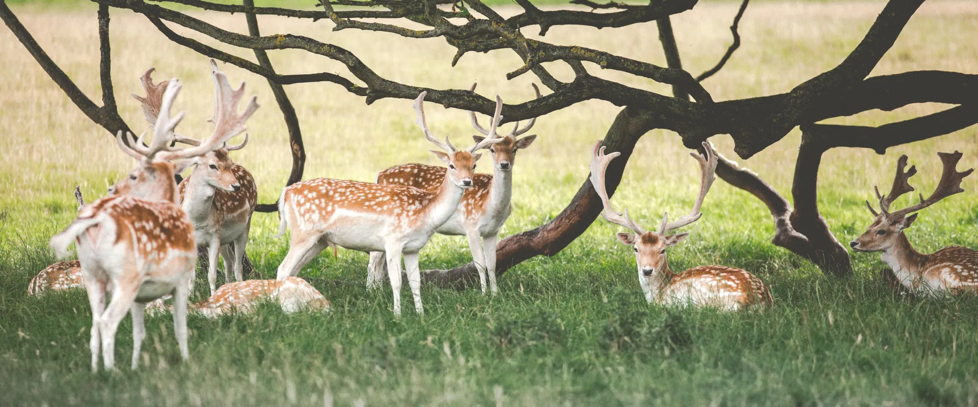 Jim Corbett National Park